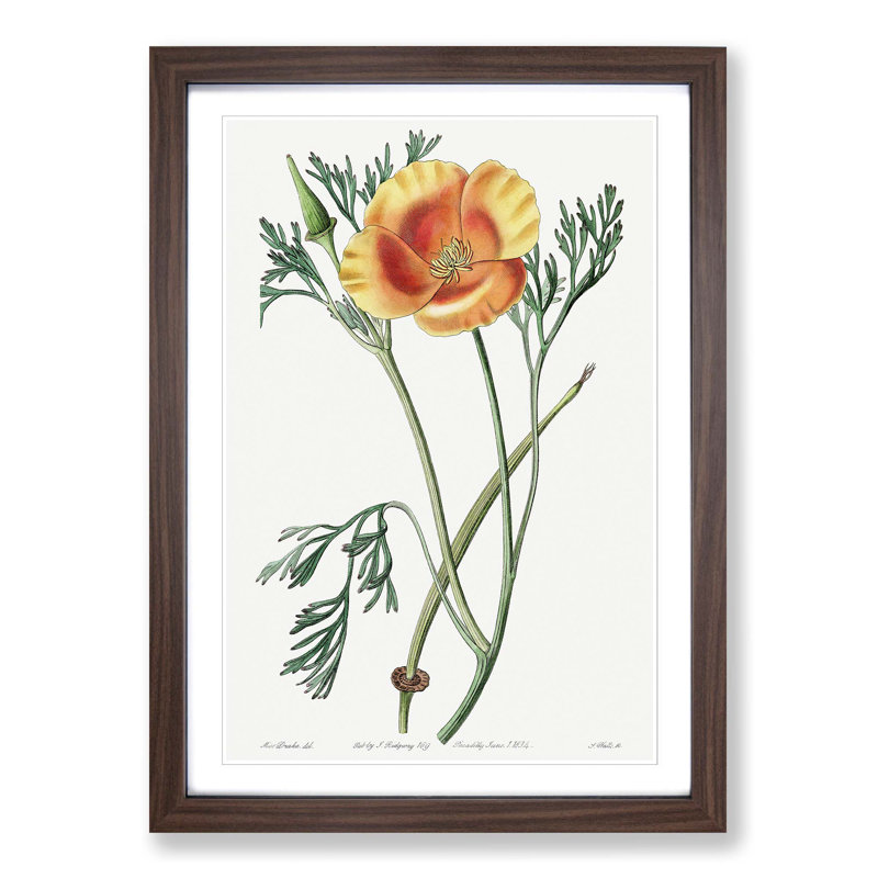 Orange California Poppy - Picture Frame Painting Print, Walnut Framed, 48cm H x 36cm W x 2cm D