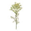 Tige florale de la reine Anne (ensemble de 4)