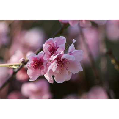 Peach Flowers 1 Piece Wrapped Canvas Wall Art