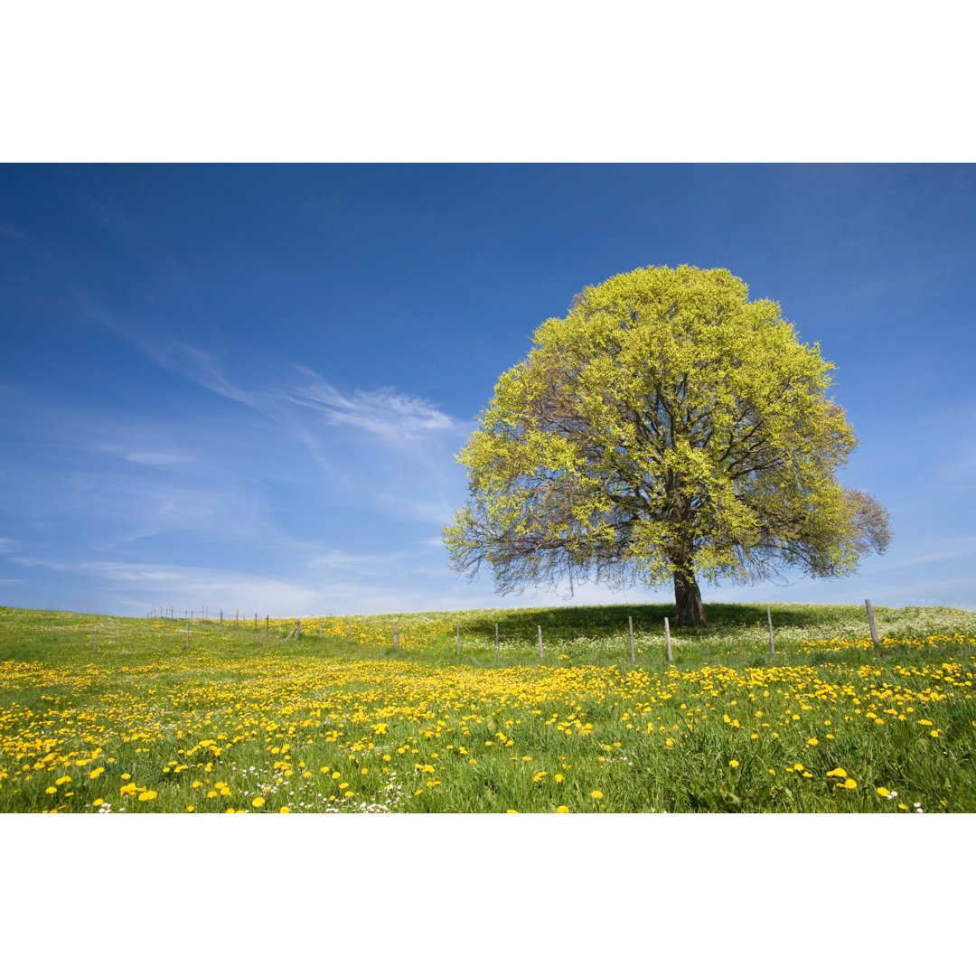 bayerischer Strandbaum rechts