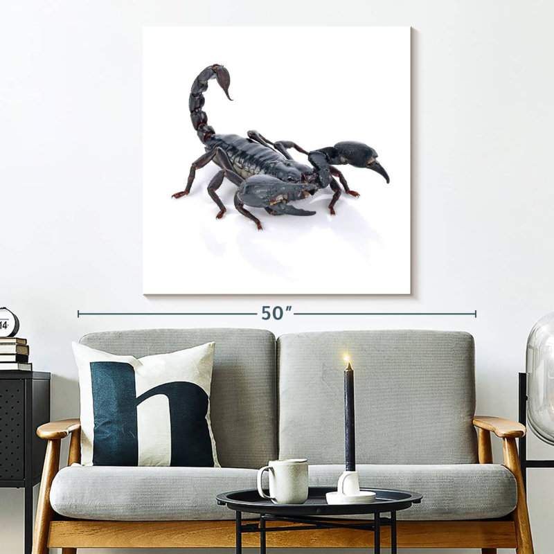 Crowle Emperor Scorpion, H 33 po x l 33 po