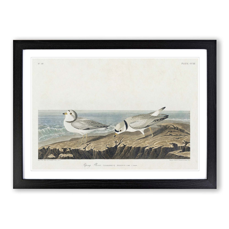 Piping Plover Birds by John Audubon - Picture Frame Painting Print, 27cm H x 36cm W x 2cm D, Black Framed
