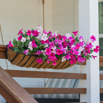 Window Box Filler Petunia