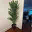 Customer photo 2 of 2