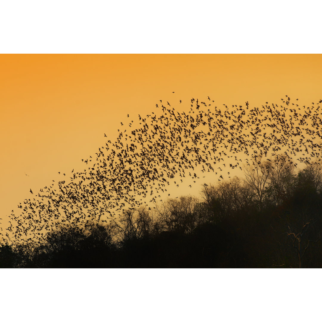 Schwarm Fledermäuse von Umkehrer - Leinwandbild