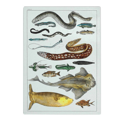 Tempered Glass Various Fishes Xxxiv by Oliver Goldsmith Chopping Board