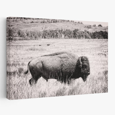 Contemporary Buffalo I BW