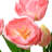 18" Pink Tulip Flowers