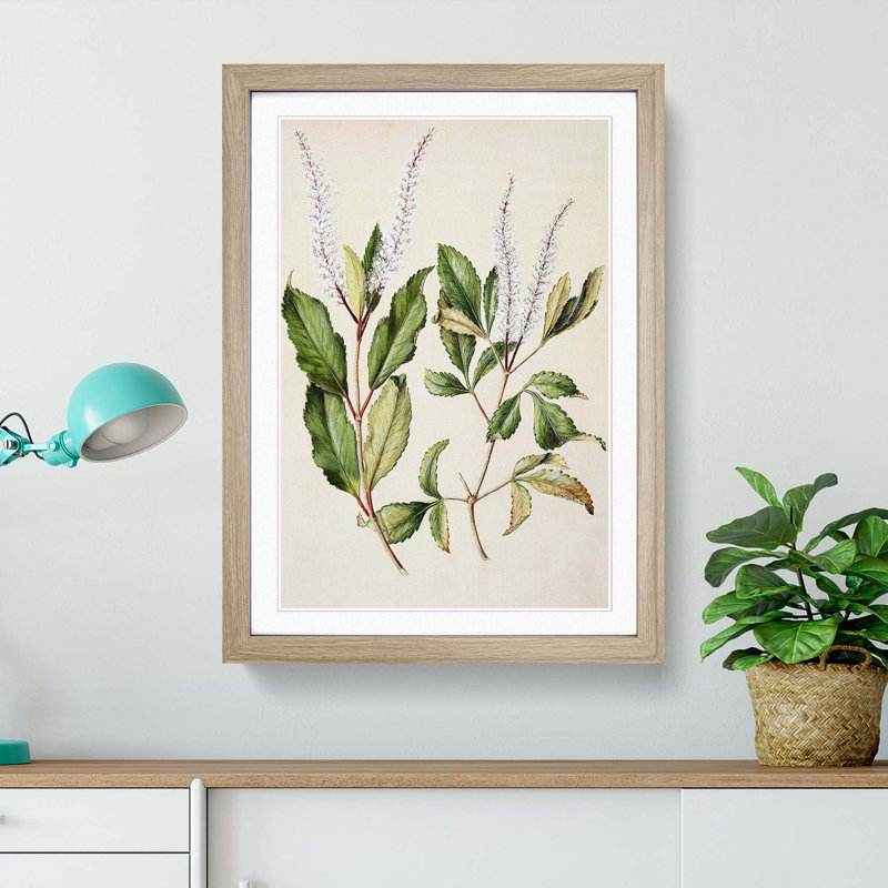 Kamahi Tawhero Flowers by Sarah Featon - Picture Frame Graphic Art Print, Oak Framed, 48cm H x 36cm W x 2cm D
