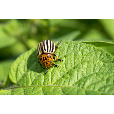 Paskenta " Potato Beetle "