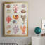 «Coral and Shell Collage I», impression sur papier-88436730-88436734