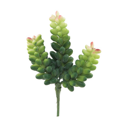Plante de bureau succulent donkey queue