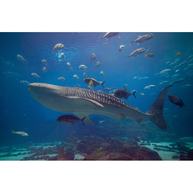 " Underwater Wonderland " by Garytog, 48" W x 32" H
