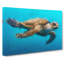Swimming Sea Turtle In Abstract - Wrapped Canvas-55336959