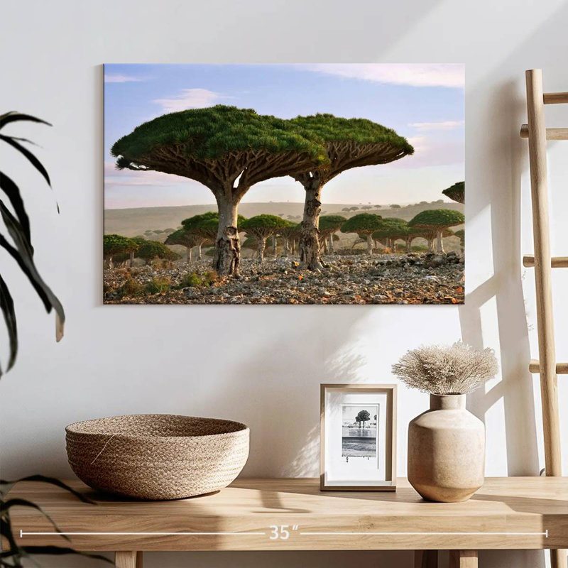 Alvord deux sapins Socotra, H 16 po x l 24 po