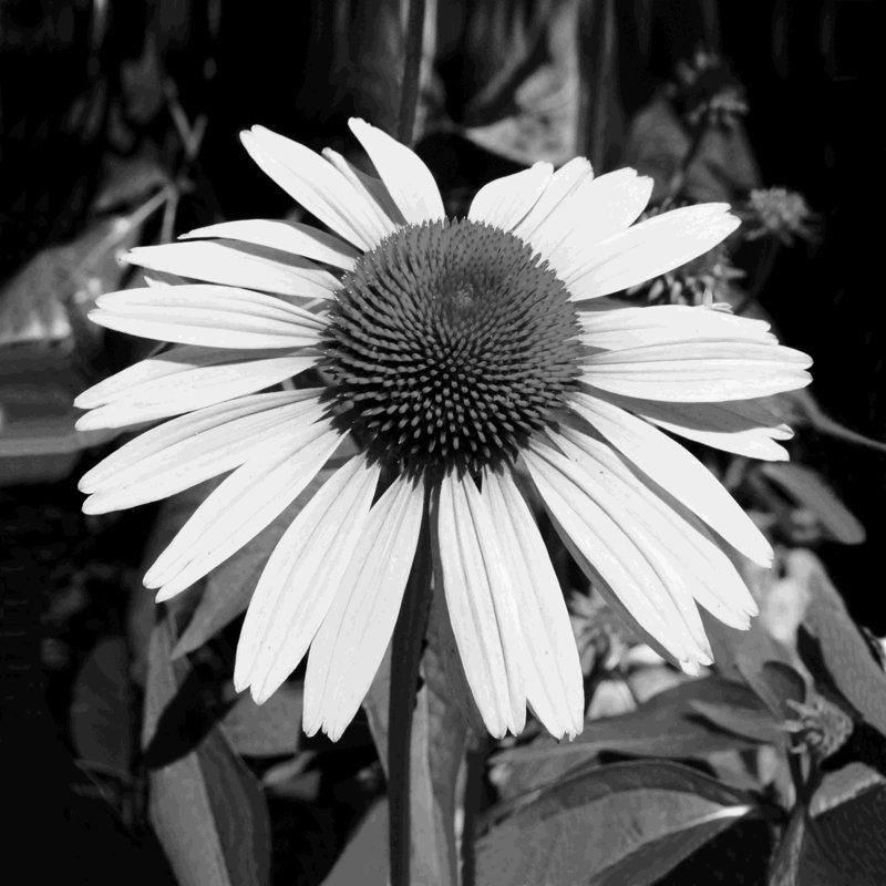 «Black and White Flower 1», reproduction sur toile tendue, L 36 po x H 36 po
