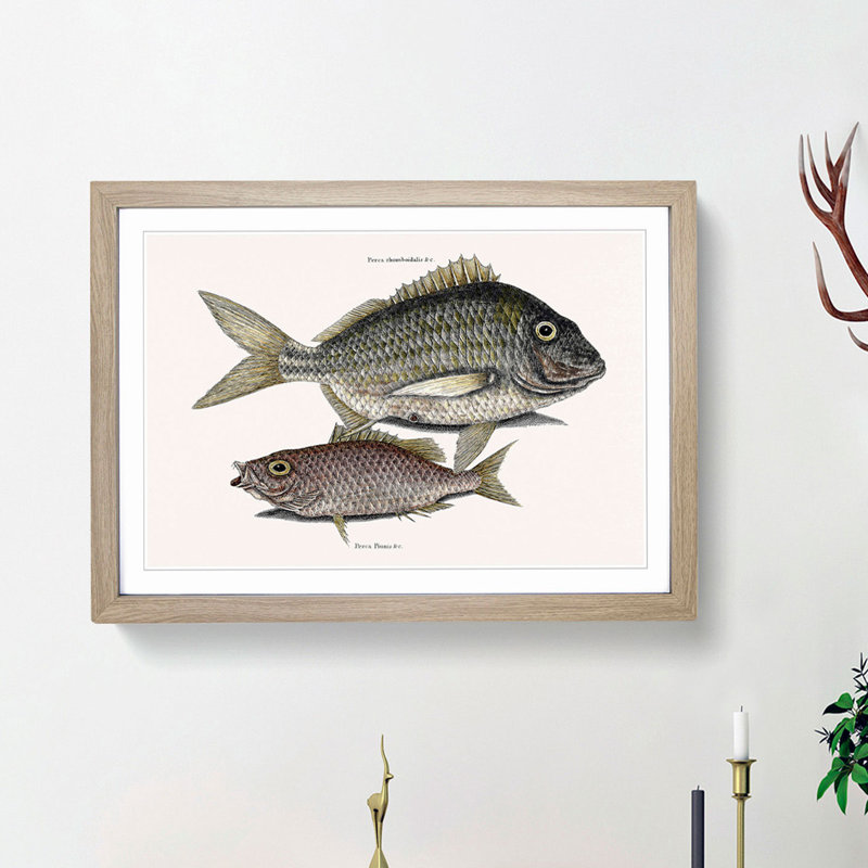Pork Fish and Schoolmaster Fish by Mark Catesby - Picture Frame Painting Print, 27cm H x 36cm W x 2cm D, Oak Framed