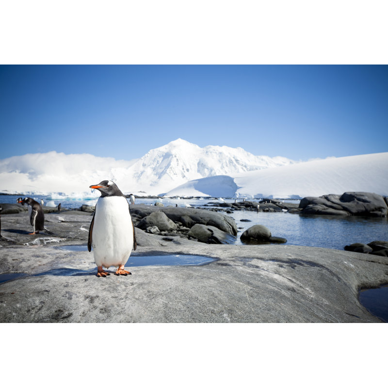 Penguin With Antarctic Landscape - Wrapped Canvas Print, 61cm H x 91cm W x 3.8cm D