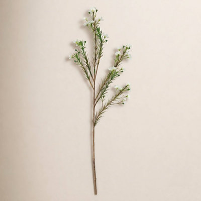 Audet Waxflower Stems