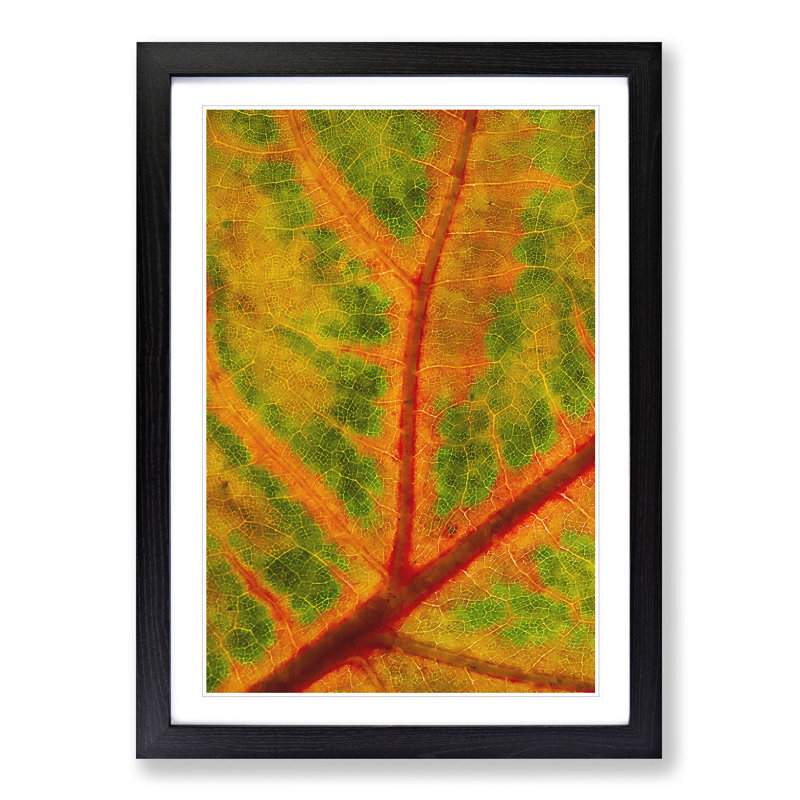 Map of a Leaf - Picture Frame Painting Print, Black Framed, 33cm H x 24cm W x 2cm D