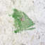 Snapper Green Print-335603879