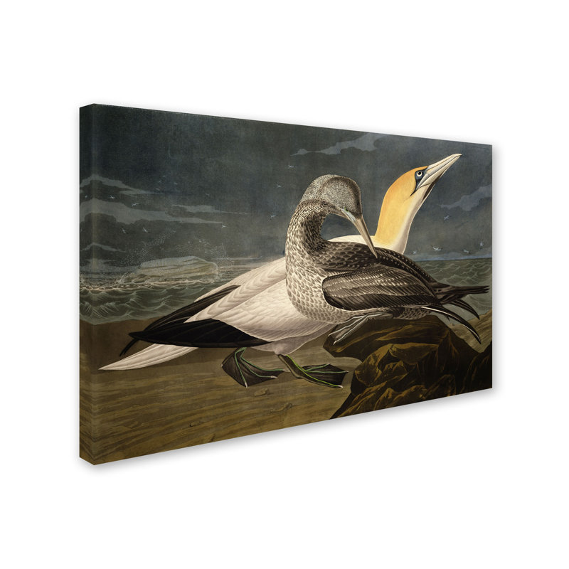 "gannets" par john james audubon, reproduction d’art sur toile tendue, H 16 po x l 24 po x P 2 po