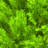 15" Artificial Gold Juniper Bush