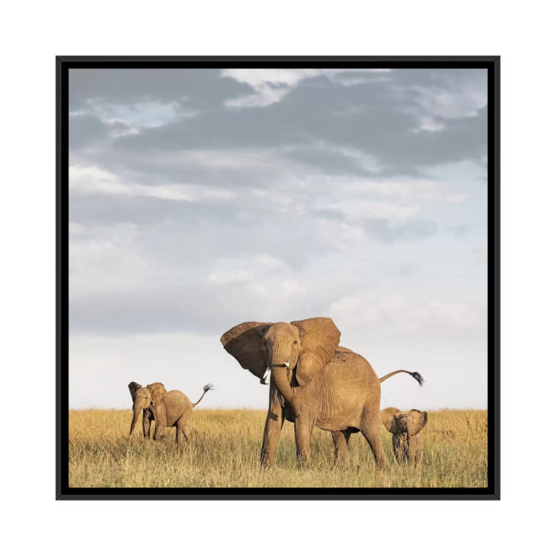 Colour Elephant & Calves by Klaus Tiedge - Print on Canvas, Black Framed, 45.72 cm H x 45.72 cm W