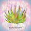 Saguaro clair de lune - impression sur toile tendue-834039471