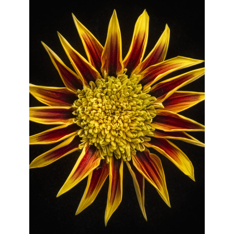 Gazania Print by Harold Davis, Black Framed Paper, 31.2" H x 25.2" W