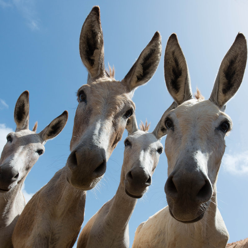 Four Donkeys by FransDekkers - Wrapped Canvas Print, 91cm H x 91cm W x 3.8cm D