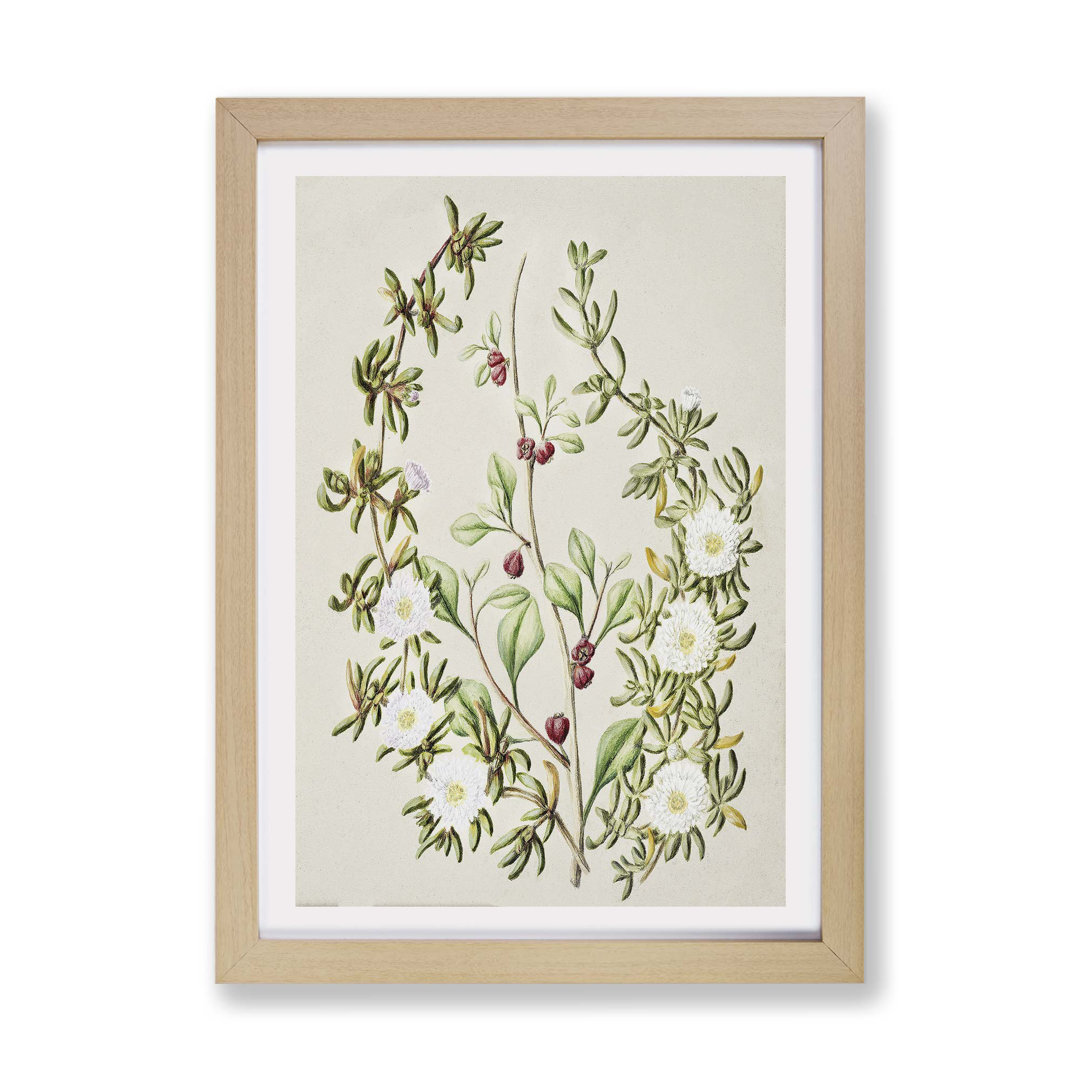 Daisy Brachyglottis Flowers by Sarah Featon - Framed Print