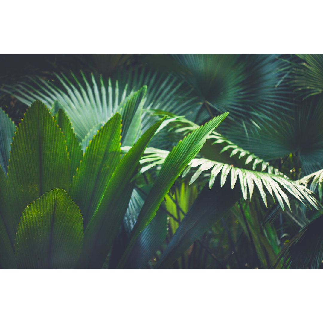 Palm Leaves Hintergrund von Jasmina007 - Drucken