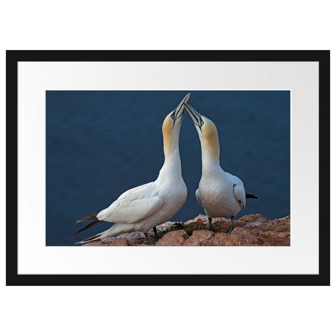 Gerahmtes Poster Außergewöhnliche Vögel am Meer