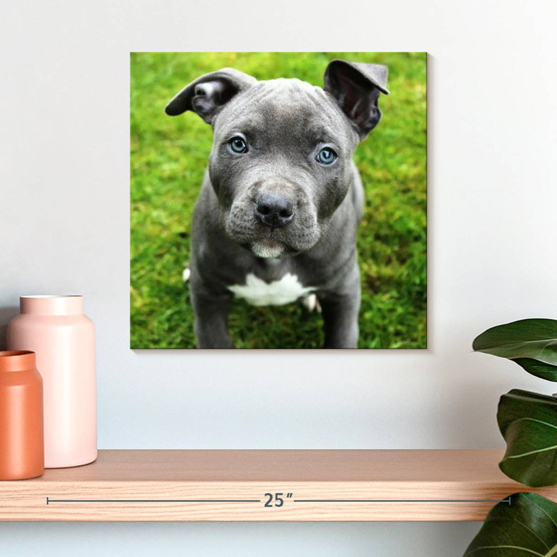 Crowle Eyed Pooch