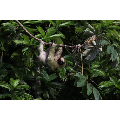 Three-Toed Sloth by Amph