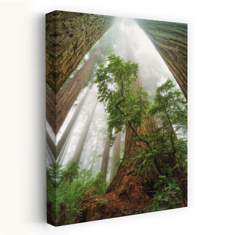 Cathédrale de la nature - Arbres anciens de Redwoods, H 60 po x l 40 po