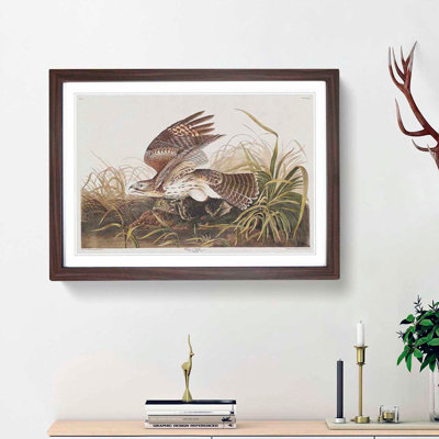 Winter Hawk by John James Audubon - Framed Print