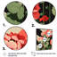 Rétro géranium en rouge et vert I - art mural sur toile florale-87348156-87348159