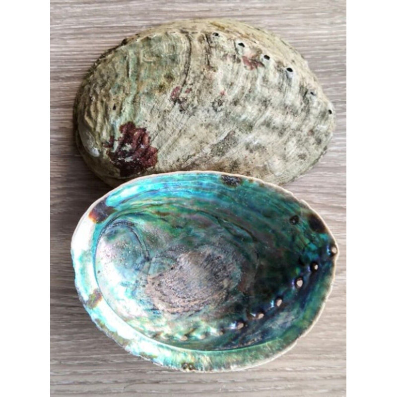 Mineralist Abalone Shell, 1" H x 4" W x 4" D