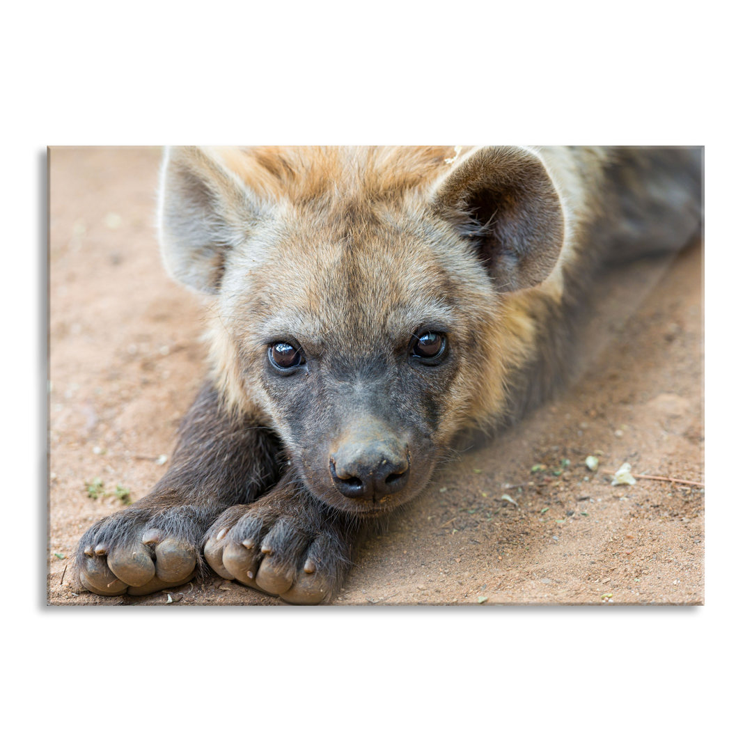 Ungerahmtes Foto auf Glas "Cute Hyena"