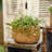 Whaleyville Pot Planter-827271330