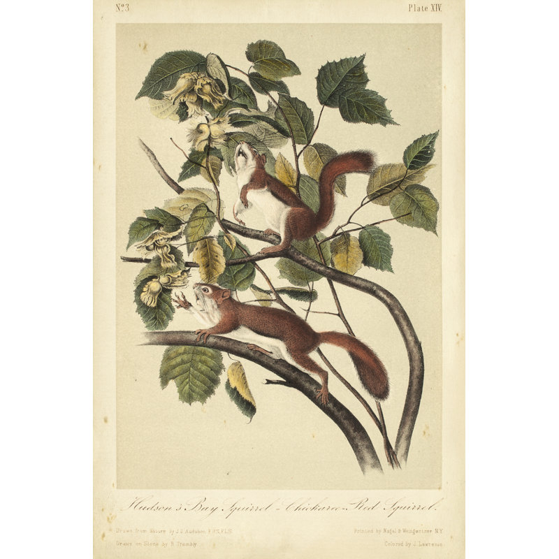 Audubon Squirrel II by John Audubon - Painting, 76 cm H x 51 cm W, Wrapped Canvas