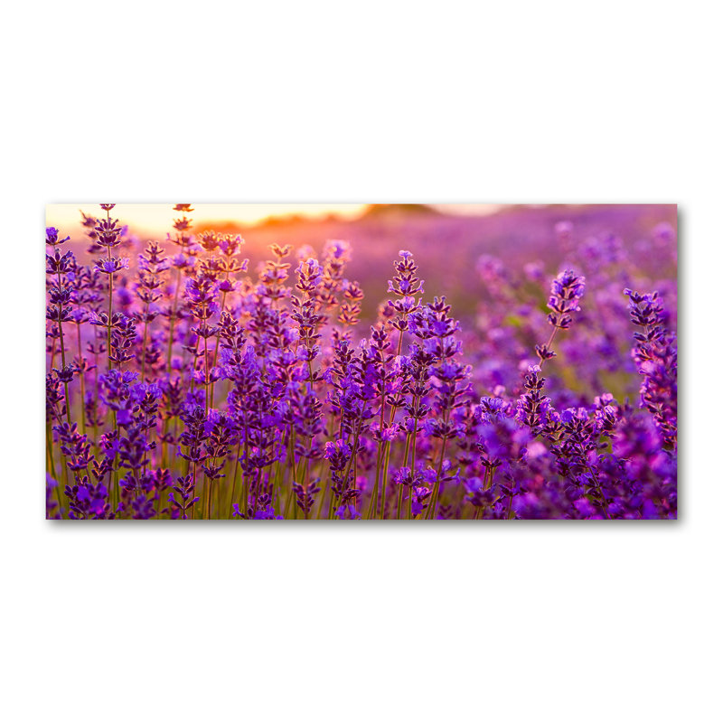 Lavender Field - Wrapped Canvas Print