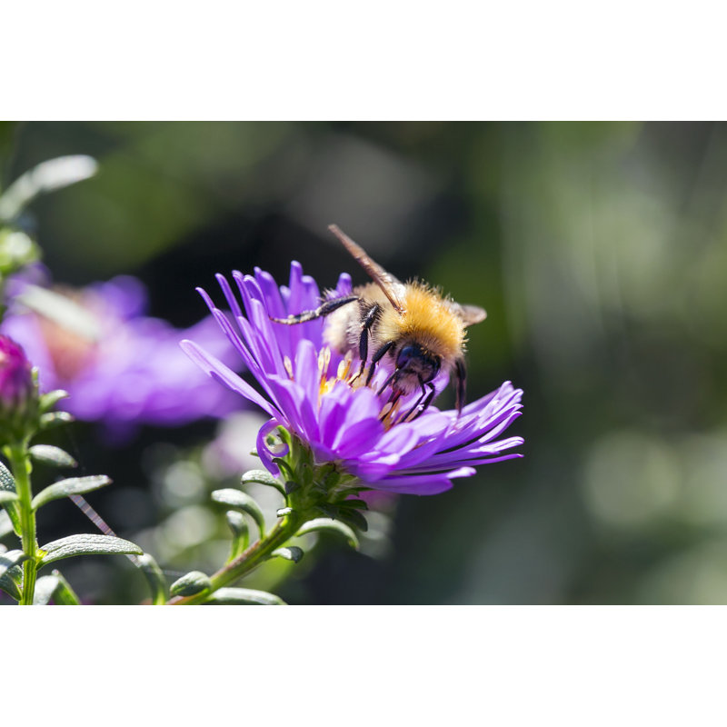 Common Carder Bee by Jax10289 - Wrapped Canvas Print, 61cm H x 91cm W