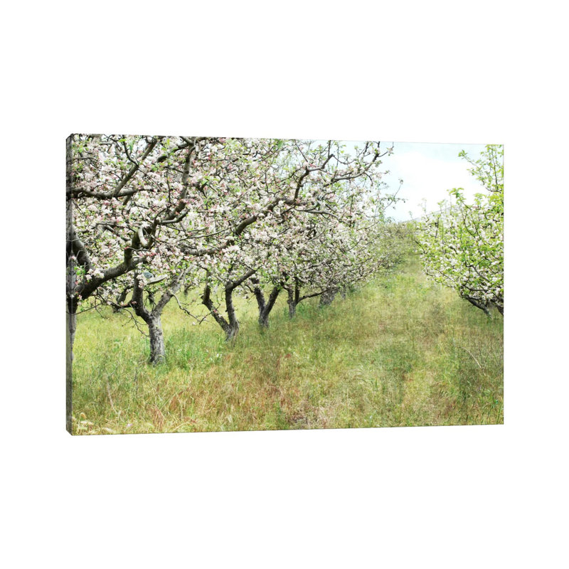 Apple Orchard by Lupen Grainne - Wrapped Canvas Print, 20.32 cm H x 30.48 cm W