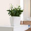 Quadro Premium Pot Planter-16493061-16493069