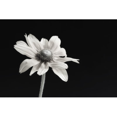 Elegance Floral I by Dianne Poinski - Wrapped Canvas Print