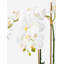 Ciara Realtouch Orchid Planter