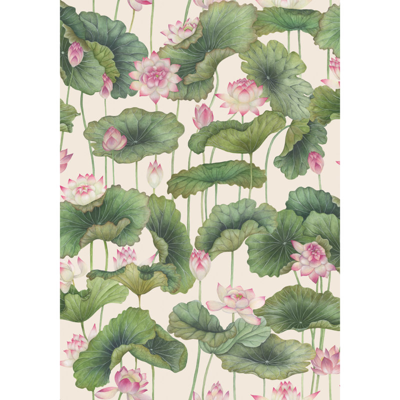 Lily Lotus, Pink/White